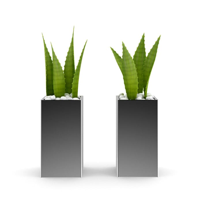 Double Aloe Plant