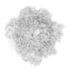 American Beech 8M (Autumn) - Image 2