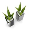 Double Aloe Plant - Image 3