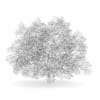 American Beech 8M (Autumn) - Image 4