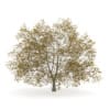 American Beech 8M (Autumn) - Image 3