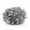 Japanese Aralia - Image 2