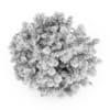 Japanese Aralia - Image 4