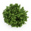 Japanese Aralia - Image 3