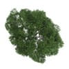 English Oak 8M - Image 3