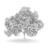 English Oak 8M (Autumn) - Image 2