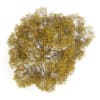 English Oak 8M (Autumn) - Image 3