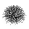Coral Beauty - Image 4