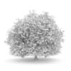 Hornbeam 3.5M - Image 2