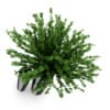 Plant in Black Pot - Image 3