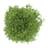 Hornbeam 3.5M - Image 3