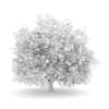 Hornbeam 3.5M (Autumn) - Image 2