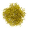 Hornbeam 3.5M (Autumn) - Image 3