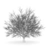 Hornbeam 3.5M (Winter) - Image 2