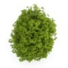 Euonymus verrucosa - Image 3