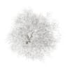 Hornbeam 3.5M (Winter) - Image 3