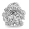 Chestnut 7M - Image 2