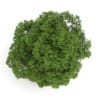 Chestnut 7M - Image 3