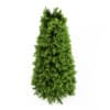 Bay Laurel 2 - Image 3