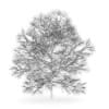 Chestnut 7M (Winter) - Image 2