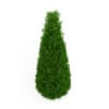 Eastern Arborvitae - Image 3