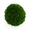 Eastern Arborvitae 2 - Image 3