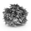 Staghorn Sumac - Image 2