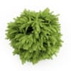 Staghorn Sumac - Image 3