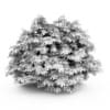 Bottlebrush Buckeye - Image 2