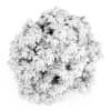 Bottlebrush Buckeye - Image 4