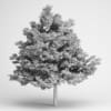 Field Maple 01 - Image 2