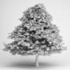 Grey Alder 03 - Image 2