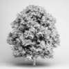 European Ash 05 - Image 2