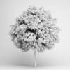 European Ash 06 - Image 2