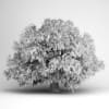 Honey Locust 07 - Image 2
