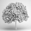Goldenrain Tree 08 - Image 2