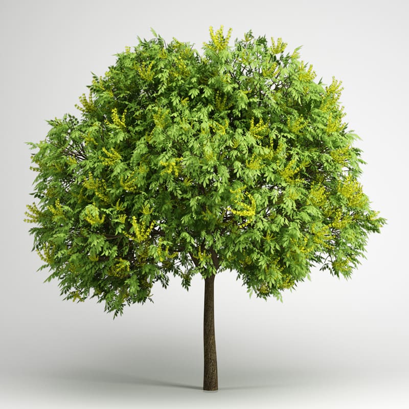 Goldenrain Tree 08