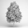 Green American Sweetgum 09 - Image 2