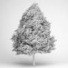 Red American Sweetgum 10 - Image 2