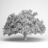 Persian Ironwood Tree 11 - Image 2