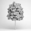 London Plane 12 - Image 2