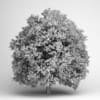 Pedunculate Oak 14 - Image 2