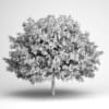 Small-Leaved Lime 16 - Image 2