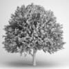 American Elm 17 - Image 2