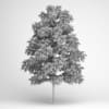 European White Birch 19 - Image 2