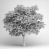 Lebanon Cedar 22 - Image 2