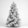 Alpine Fir 25 - Image 2