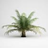 CGAxis Models Volume 15 Exotic Plants - Image 5