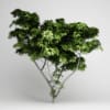 CGAxis Models Volume 15 Exotic Plants - Image 10