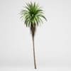 CGAxis Models Volume 15 Exotic Plants - Image 17